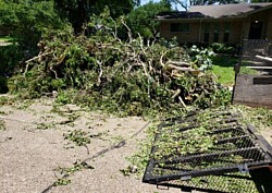 Tree limbs removal