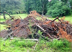 Back yard limbs removal
