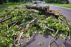 Curb side tree limbs removal